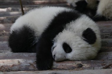 Kapatın Uyuyan küçük panda, Chengdu Panda Üssü, Çin