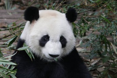 Cute Fluffy Panda in Chengdu Panda Base, China