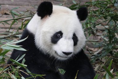 Şirin Panda Portresi, Chengdu Panda Üssü, Çin