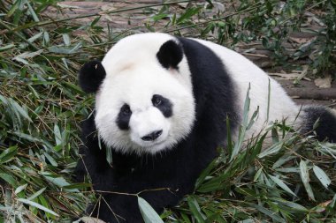 Meraklı Panda kameraya bakıyor, Chengdu Panda Üssü, Çin
