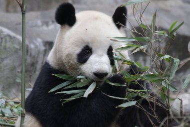 Little Panda Eating Bamboo Leaves, Chengdu Panda Base