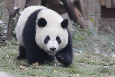 Chengdu Panda Üssü, Çin 'de Şirin Yumuşak Küçük Panda