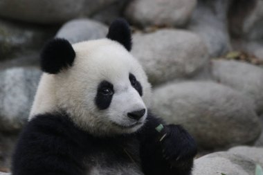 Şirin bir panda portresi, Chengdu Panda Üssü, Çin