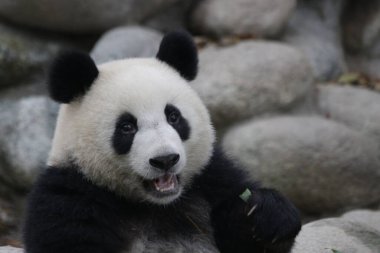 Tatlı Panda Portresi, Chengdu Panda Üssü, Çin