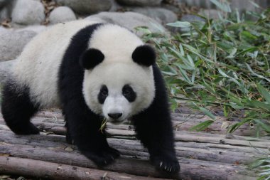 Chengdu Panda Üssü, Çin 'de Şirin Yumuşak Küçük Panda