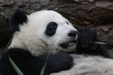 Chengdu Panda Üssü, Çin 'de Şirin Küçük Panda
