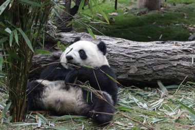 Yeşil Bahçedeki Komik Küçük Panda Pozu, Chengdu Panda Üssü, Çin
