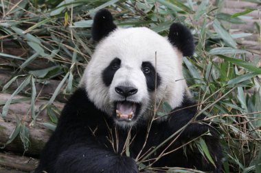 Çin 'de Komik Panda Pozu