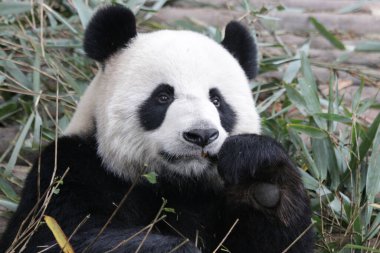 Dev Panda Yeme Bambu Yaprakları, Chengdu Panda Üssü, Çin