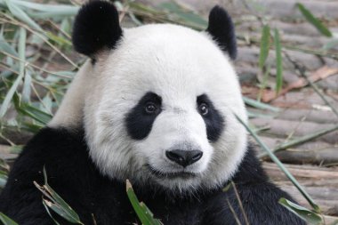 Dev Panda Yeme Bambu Yaprakları, Chengdu Panda Üssü, Çin