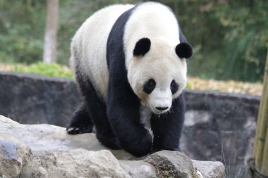Yard 'da Dev Panda Yürüyüşü, Chengdu Panda Üssü, Çin
