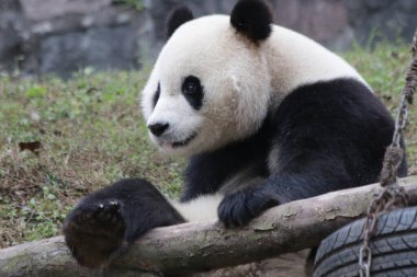 Çin 'de 3 ayaklı panda, Dai-Li