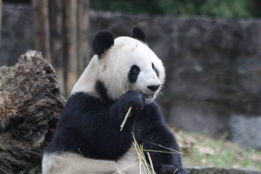 Giant Panda eating bamboo Leaves, Chengdu Panda Base, China