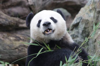 Giant Panda eating bamboo Leaves, Chengdu Panda Base, China