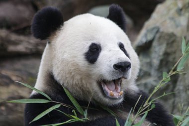 Giant Panda eating bamboo Leaves, Chengdu Panda Base, China