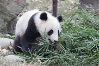 Amerikan Panda Doğumu, Tai-Shan