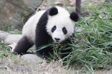 Amerikan Panda Doğumu, Tai-Shan