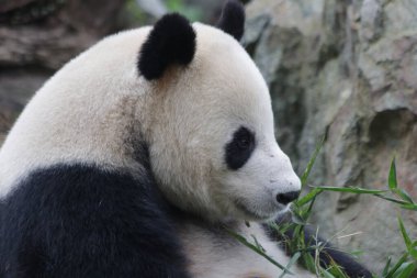 Giant Panda eating bamboo Leaves, Chengdu Panda Base, China