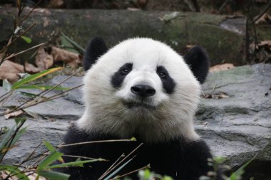 Chengdu Panda Üssü, Çin 'de pofuduk pandanın portresini kapatın.