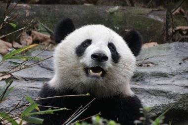 Chengdu Panda Üssü, Çin 'de pofuduk pandanın portresini kapatın.