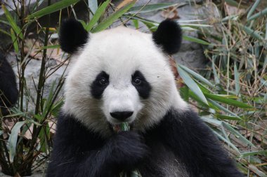 Chengdu Panda Üssü, Çin 'de pofuduk pandanın portresini kapatın.