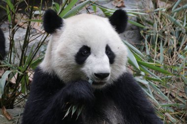 A Portrait of Fluffy Giant Panda, Chengdu Panda Base, China