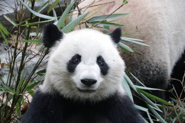 A Portrait of Fluffy Giant Panda, Chengdu Panda Base, China