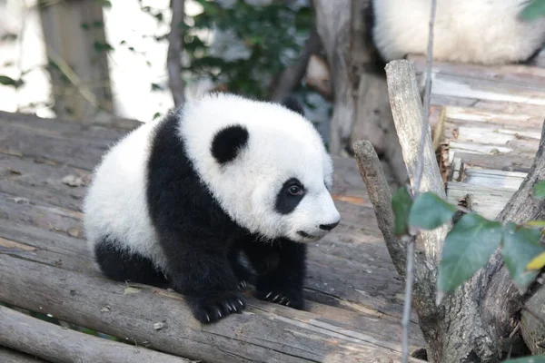 Kicsi Panda Felfedezi Területét Chengdu Panda Bázist — Stock Fotó