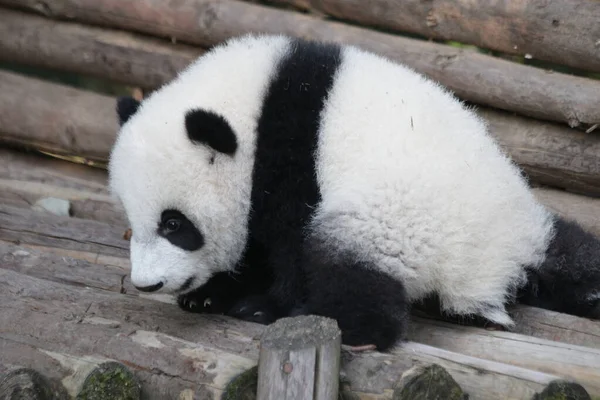 Little Baby Panda Exploring His Area Chengdu Panda Base — Stock Photo, Image