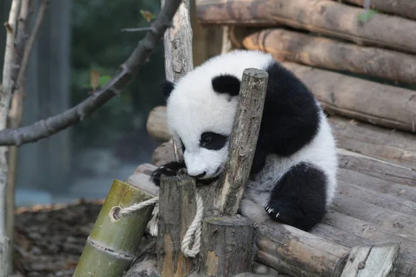 Küçük Panda Chengdu Panda Üssü 'nü keşfediyor.