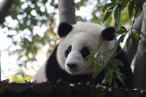 Fluffy Panda Tree Chengdu Panda Βάση Κίνα — Φωτογραφία Αρχείου