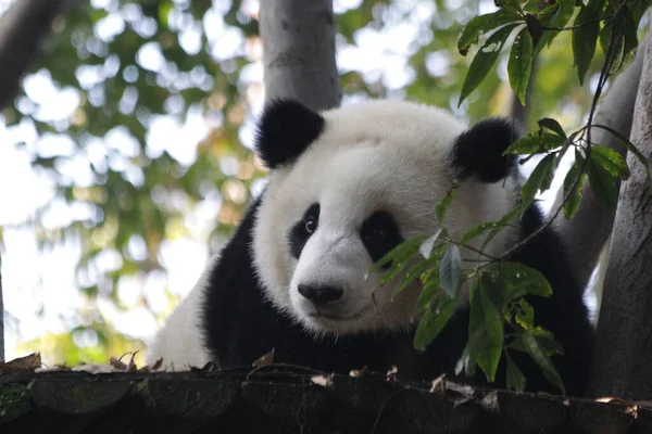 中国成都熊猫基地树上的毛茸茸的熊猫 — 图库照片