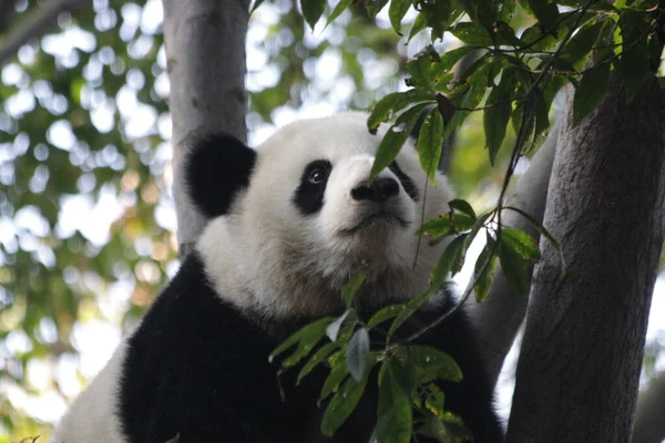Bolyhos Panda Fán Chengdu Panda Bázis Kína — Stock Fotó