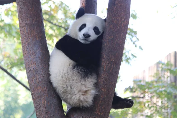 Funny Pose Panda Cute Little Panda Tree Looking Camera Chengdu — 图库照片