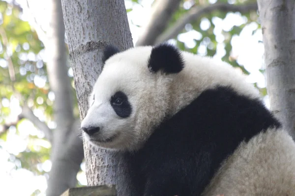 Flauschiger Panda Auf Dem Baum Chengdu Panda Base China — Stockfoto