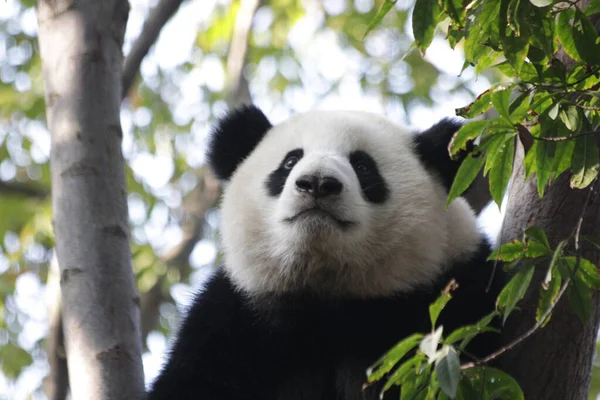 Flauschiger Panda Auf Dem Baum Chengdu Panda Base China — Stockfoto