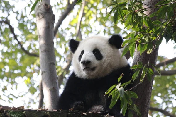 中国成都熊猫基地树上的毛茸茸的熊猫 — 图库照片