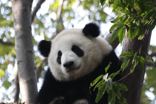 成都市熊猫基地树上毛茸茸的熊猫脸 — 图库照片