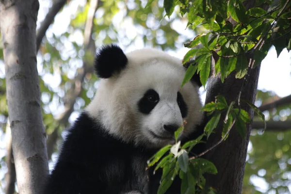 Großaufnahme Flauschiges Panda Gesicht Auf Dem Baum Chengdu Panda Base — Stockfoto