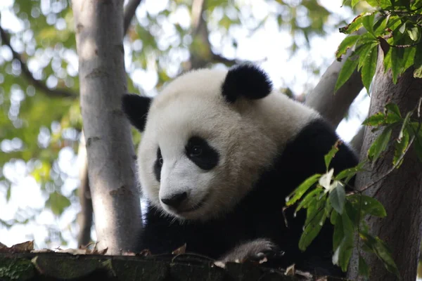 Detailní Záběr Fluffy Panda Tvář Stromě Chengdu Panda Základna — Stock fotografie