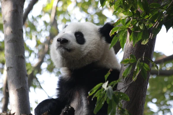 Close up Fluffy Panda Face on the Tree, Chengdu Panda Base