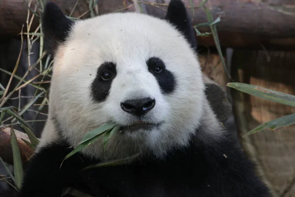Chengdu Panda Üssü, Çin 'de Yuvarlak Suratlı Panda' yı kapatın.