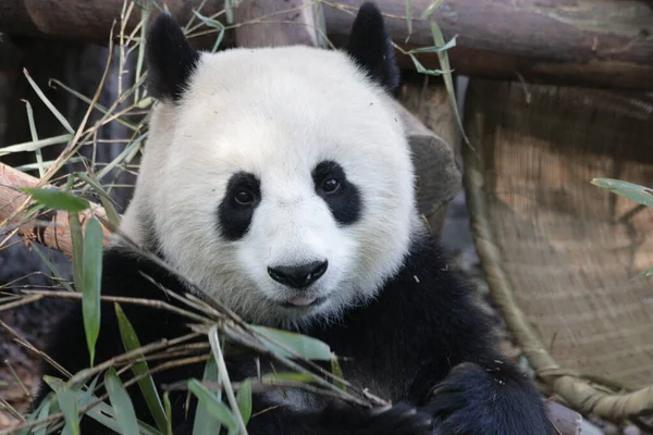 Funny Pose Panda Zatímco Jíst Bambusové Listy Chengdu Panda Base — Stock fotografie