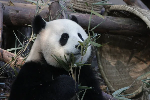 Vicces Panda Szósz Miközben Bambuszleveleket Eszik Chengdu Panda Bázis — Stock Fotó