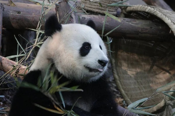 Divertente Posa Panda Mentre Mangia Foglie Bambù Base Panda Chengdu — Foto Stock