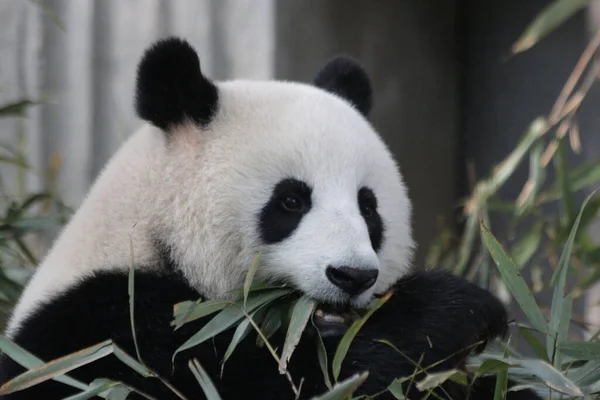 Funny Pose Panda Zatímco Jíst Bambusové Listy Chengdu Panda Base — Stock fotografie