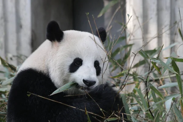 Bambu Yaprakları yerken komik panda pozu, Chengdu Panda Üssü