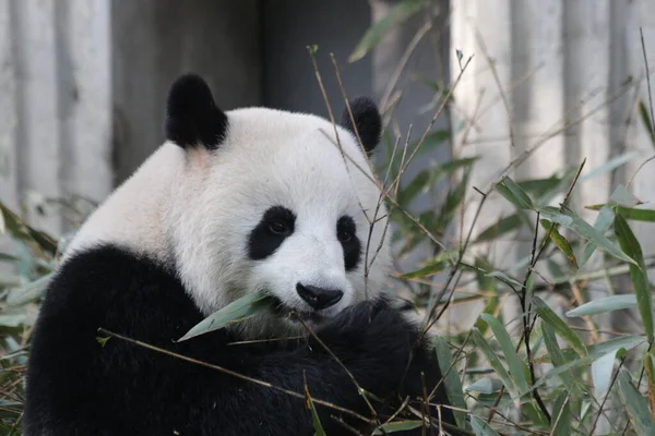 成都熊猫大本营吃竹叶的时候 大熊猫的滑稽小猪 — 图库照片