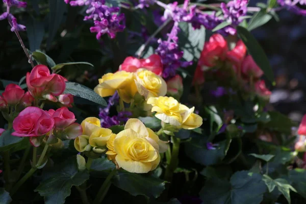 Bouquet Roses Jaunes Autres Fleurs — Photo