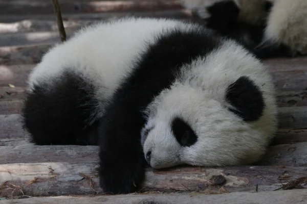 Närbild Sovande Liten Panda Chengdu Panda Bas Porslin — Stockfoto